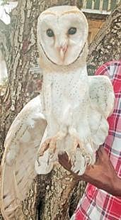 அபூர்வ வகை ஆந்தை.