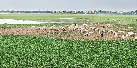 தண்ணீர் இல்லாததால் மேய்ச்சல் நிலமாக மாறிவிட்ட திருவெறும்பூர் பெரியகுளம் ஏரி.படம்: எஸ்.கல்யாணசுந்தரம்