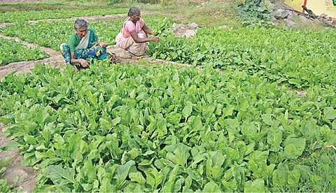 கிருஷ்ணகிரி அடுத்த பெத்தாளப்பள்ளியில் கீரை அறுவடை பணியில் ஈடுபட்டுள்ள பெண்கள்.