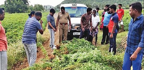 கல்வராயன் மலையில் மரவள்ளிக் கிழங்கு விளைநிலத்தில் பயிரிடப்பட்ட கஞ்சா செடிகளை பறிமுதல் செய்த போலீஸார்.