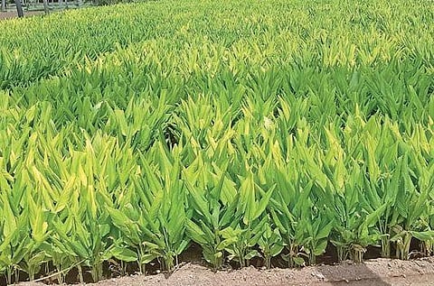 மஞ்சள் விளைச்சலை அதிகரிப்பது எப்படி?  :  பொங்கலூர் வேளாண் அறிஞர்கள் விளக்கம்