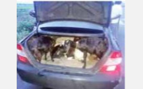 காரில் ஆடுகளை கடத்த முயற்சி: மக்கள் விரட்டியதால் தப்பிய கும்பல்