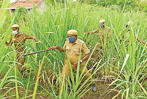 சேலம் கந்தம்பட்டி கோனேரிக்கரைப் பகுதியில் உள்ள கரும்புத் தோட்டத்தில் சிறுத்தை நடமாட்டம் தொடர்பாக நேற்று காலை வனத்துறையினர் தேடுதல் பணியில் ஈடுபட்டனர்.				    படம்:எஸ்.குரு பிரசாத்