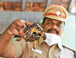 சேலம் சூரமங்கலம் பகுதியில் வனத் துறையினரால் மீட்கப்பட்ட நட்சத்திர ஆமை.       படம்: எஸ்.குரு பிரசாத்