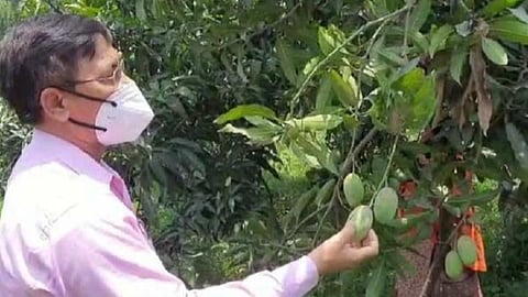 உத்தரப் பிரதேசத்தில் ஒரே மாமரத்தில் காய்த்த 121 வகையான மாம்பழங்கள்