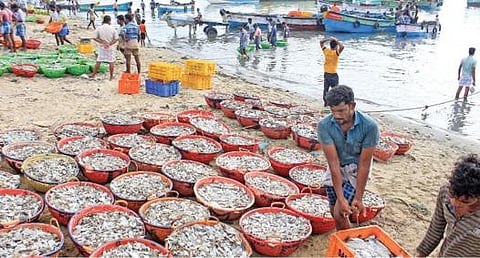 ராமேசுவரம் மீன்பிடித் துறைமுகத்தில் இறக்கி வைக்கப்பட்டுள்ள மீன்கள். படம்:எல்.பாலச்சந்தர்