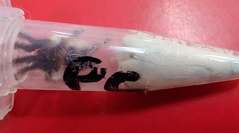 போலந்தில் இருந்து அருப்புக்கோட்டைக்கு பார்சலில் வந்த உயிருள்ள சிலந்திகள்: சென்னை விமான நிலையத்தில் பறிமுதல்  