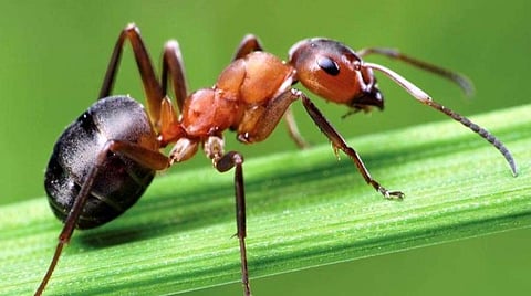 பளிச் பத்து 1: எறும்பு