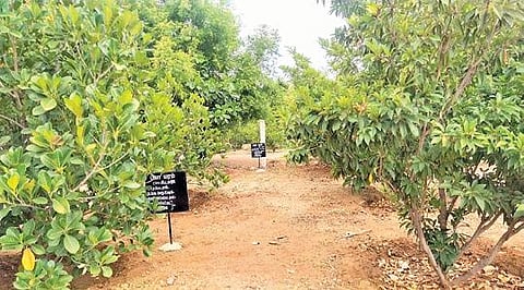 கோவை முத்துக்கவுண்டன்புதூர் ஊராட்சியில் பசுஞ்சோலையாக மாறிய திறந்தவெளி கழிப்பிடம்: பலவகை மரங்களில் பழங்கள் அறுவடை