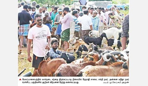 கால்நடை சந்தை திறக்கப்படாத நிலையிலும் மேலப்பாளையத்தில் ஆடுகள் விற்பனை விறுவிறுப்பு