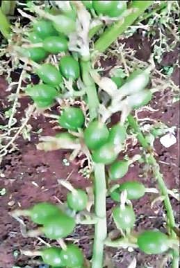 கொல்லிமலை செம்மேட்டில் மருத்துவர் இளங்கோவுக்கு சொந்தமான தோட்டத்தில் உள்ள செடியில் ஏலக்காய் காய்த்துள்ளது.