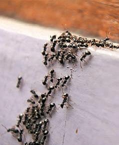 டிங்குவிடம் கேளுங்கள்: கறுப்பு எறும்புகள் ஏன் கடிப்பதில்லை?