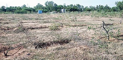 சிறுதாவூரில் அரசு நிலத்தில் நட்டு வளர்க்கப்பட்டு, மர்ம நபர்களால் வெட்டி சேதப்படுத்தப்பட்ட அத்திமரங்கள்.