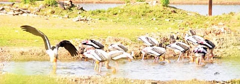 பாளையங்கோட்டை வி.எம். சத்திரம் பகுதியில் உள்ள பீர்க்கன்குளத்தில் முகாமிட்டுள்ள சங்குவளை நாரைகள். படம்: மு. லெட்சுமி அருண்