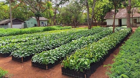 கோவை மாவட்ட வனவியல் விரிவாக்கக் கோட்டத்தின் மூலம் விவசாயிகளுக்கு வழங்க தயார் நிலையில் உள்ள மரக்கன்றுகள்.