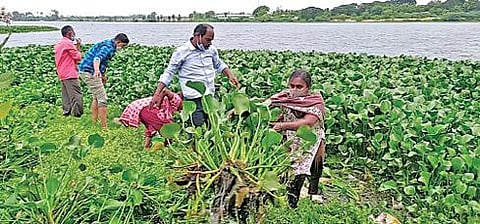 ஈரோடு கருங்கல்பாளையம் காவிரி ஆற்றில் ஆகாயத்தாமரை செடிகளை அகற்றும் பணியில் சமூக உரிமைகள் பாதுகாப்பு கழகத்தினர் ஈடுபட்டனர்.