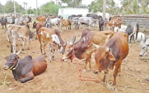 இந்துக்கள் வாழும் பகுதியில் கால்நடைகளை வதை செய்யக்கூடாது: அசாம் சட்டப்பேரவையில் தாக்கலானது புதிய சட்டம்