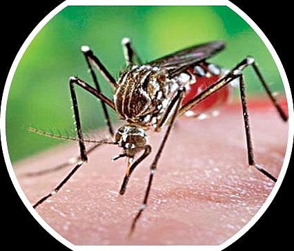 பளிச் பத்து 13: கொசு