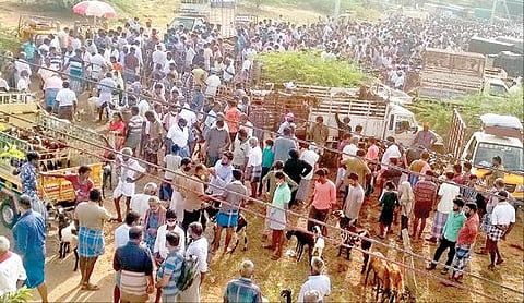 மேலப்பாளையத்தில் கால்நடை சந்தை அருகே ஆடுகளை விற்கவும், வாங்கவும் சமூக இடைவெளியின்றி திரண்டிருந்த வியாபாரிகள்