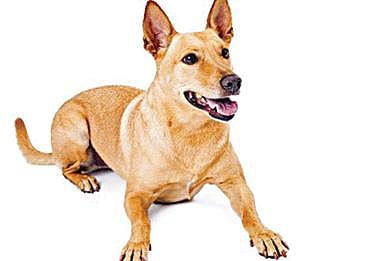 பளிச் பத்து 18: நாய்