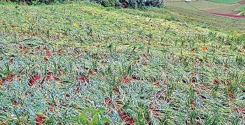 நீலகிரி மாவட்டத்தில் பலத்த காற்று, தொடர் மழை: அறுவடைக்கு தயாராக இருந்த பூண்டு பயிர் சேதம்