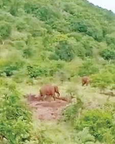 வடகரை அருகே மலையடிவார பகுதியில் நடமாடும் யானைகள்.