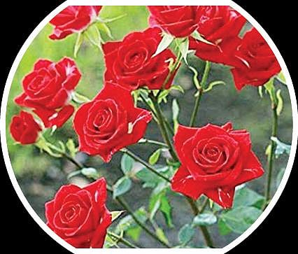 பளிச் பத்து 26: ரோஜா