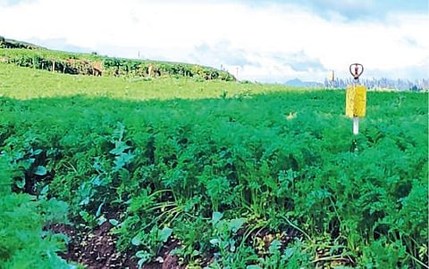 உதகையில் வீரிய ரக முட்டைகோஸ் பயிரில் -  பூச்சி பரவலை தடுக்க உதவும் மஞ்சள் ஒட்டுப்பொறி அட்டை :  செலவு குறைந்ததாக விவசாயிகள் மகிழ்ச்சி