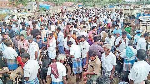 செம்பட்டி ஆட்டுச் சந்தையில் விற்பனைக்கு கொண்டு வரப்பட்ட ஆடுகள்.