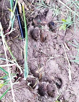 ஆங்கியம் கரடுப் பகுதியிலிருந்து வெளியேறிச் சென்ற சிறுத்தை. (அடுத்த படம்) ஈரமான வயல் பகுதியில் பதிவாகியிருந்த சிறுத்தையின் கால்தடம்.