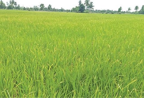 குறிஞ்சிப்பாடி பகுதியில் வயலில் மஞ்சள் நிறமாக உள்ள குறுவை சாகுபடி செய்யப்பட்ட நெற்பயிர்.