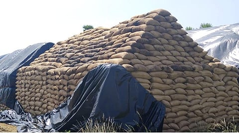 கோடம்பாக்கம் கிராமத்தில் திறந்தவெளியில் குவிக்கப்பட்டுள்ள நெல் மூட்டைகளில், மழை காரணமாக பூஞ்சை பாதிப்பு ஏற்பட்டுள்ளது