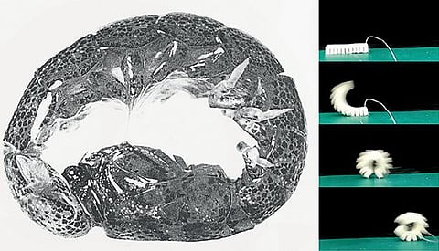 புதிய கண்டுபிடிப்புகள்: குட்டிக்கரணம் போடும் இறால்!
