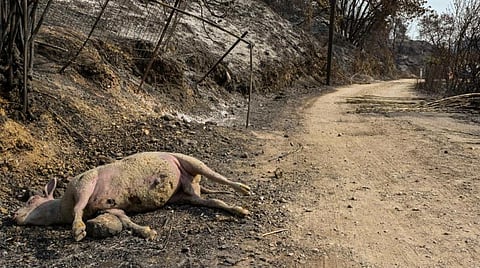 ஏதென்ஸில் பரவும் காட்டுத் தீ: ஆயிரக்கணக்கானவர்கள் இடப்பெயர்வு