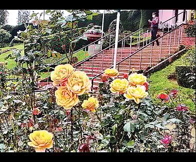 இரண்டாவது சீசனை வரவேற்கும் உதகை ரோஜா பூங்கா :  பூத்துக்குலுங்கும் பல வண்ண மலர்கள்