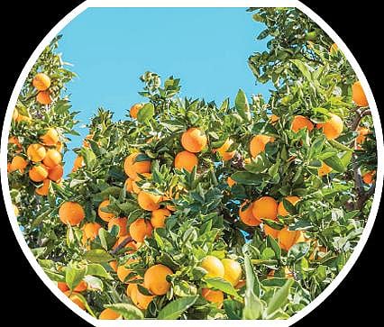 பளிச் பத்து 37: ஆரஞ்சு