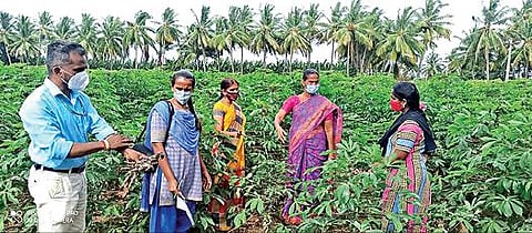 சத்தியமங்கலத்தை அடுத்த செண்பகப்புதூரில் மாவுப்பூச்சியால் பாதிக்கப்பட்ட மரவள்ளிக்கிழங்கு பயிர்களை தோட்டக்கலைத்துறை அதிகாரிகள் ஆய்வு செய்தனர்.