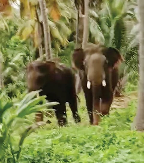 வடகரையில் புகுந்த காட்டு யானைகள்.