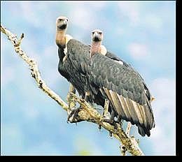 பளிச் பத்து 39: கழுகு