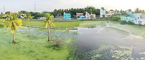 காட்பாடி பாரதிநகர் விரிவு குடியிருப்பு பகுதியில் உள்ள காலி இடத்தில் தேங்கியுள்ள கழிவுநீரால் சுகாதார சீர்கேடு ஏற்பட்டுள்ளது. படம்: வி.எம்.மணிநாதன்.