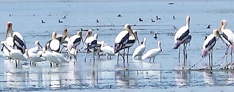 மறவமங்கலம் கண்மாயில் குவிந்துள்ள பறவைகள்.