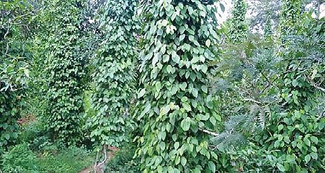 கொல்லிமலை செம்மேடு அருகே செழிப்பாக உள்ள மிளகு தோட்டம்.