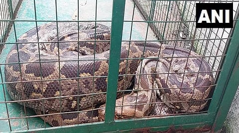 குரங்கை அப்படியே விழுங்கிய மலைப்பாம்பு: நகர முடியாமல் மயக்கம்