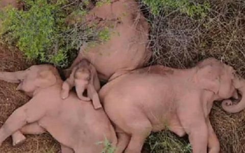 உலகப் புகழ்பெற்ற சீன யானைக் கூட்டம் சொந்த வசிப்பிடத்தை நெருங்கியது