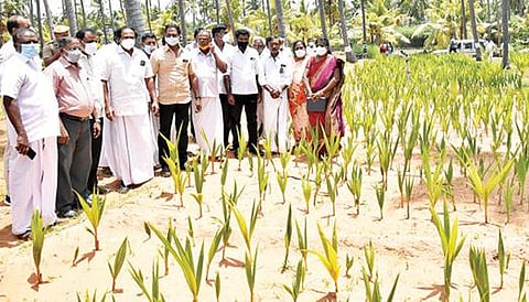 குமரி மாவட்டம் புத்தளம் அரசு தென்னை நாற்று பண்ணையை தகவல் தொழில்நுட்பத்துறை அமைச்சர் மனோதங்கராஜ் பார்வையிட்டார்.