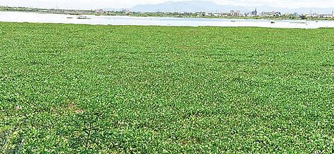 வண்டியூர் கண்மாயில் படர்ந்துள்ள ஆகாய தாமரை. படம்:எஸ்.கிருஷ்ணமூர்த்தி