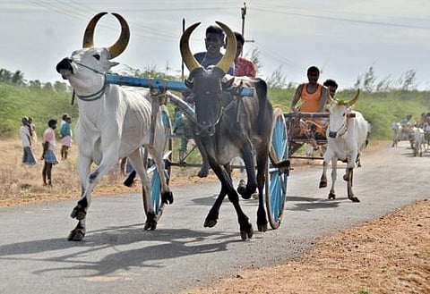 வைகுண்டம் அருகே கோயில் விழாவில் நடந்த பந்தயத்தில் பங்கேற்று சீறிப்பாய்ந்து சென்ற மாட்டு வண்டிகள். 	            படம்: மு.லெட்சுமி அருண்