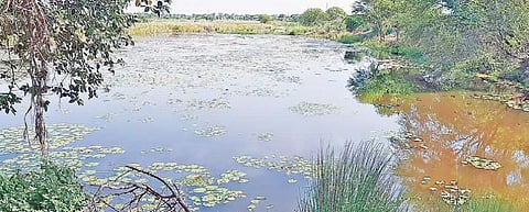 சேத்தியாத்தோப்பு அருகே உள்ள பு.ஆதனூர்  பெரிய ஏரி.