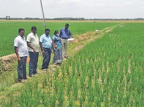 குறிஞ்சிப்பாடி அருகே உள்ள கல்குணம் கிராமத்தில் விதைப்பண்ணை வயலை வேளாண் அதிகாரிகள் ஆய்வு செய்தனர்.