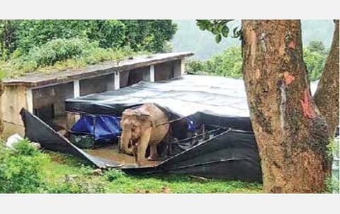 கல்லாறு பழப்பண்ணையில் வழித்தடத்தை ஆக்கிரமித்து கட்டப்பட்டிருந்தகூடாரத்தை இடித்துத்தள்ளி வெளியேறிய யானை.